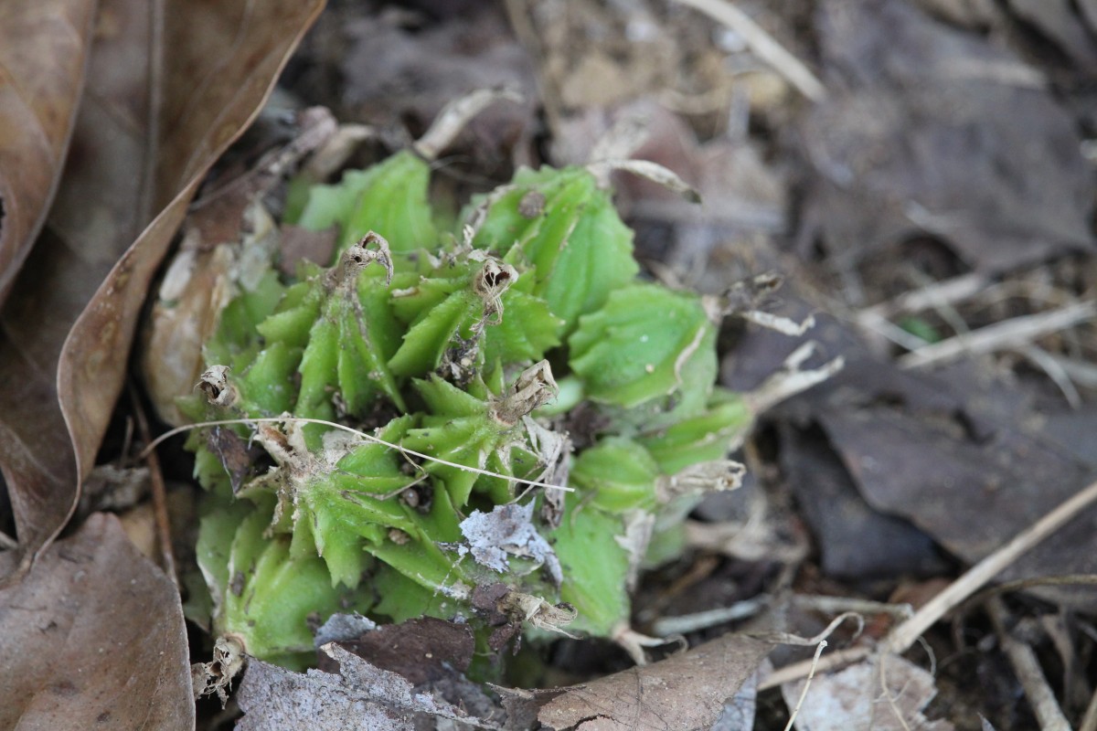 Amomum pterocarpum Thwaites